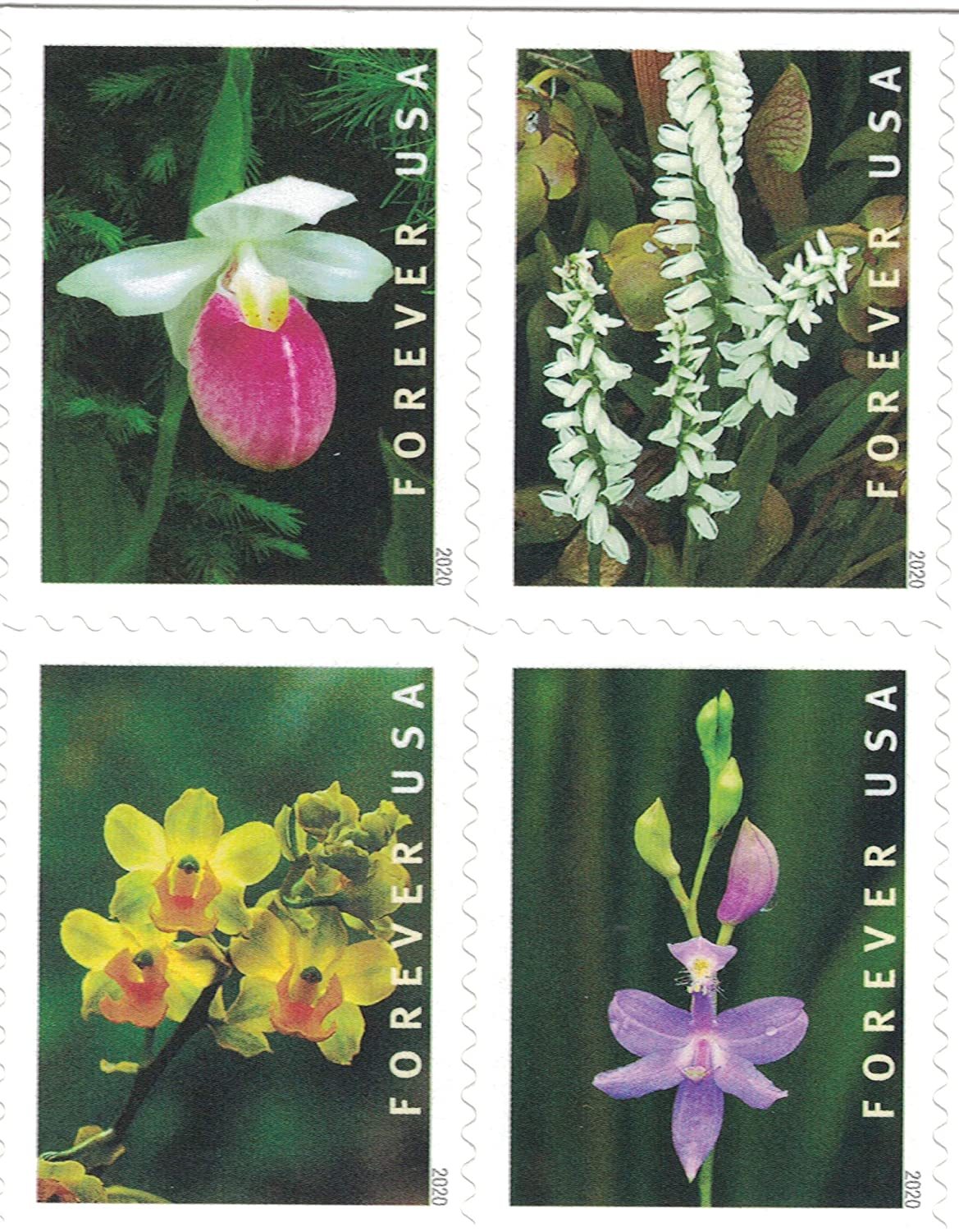 Wild Orchids, Book of 100