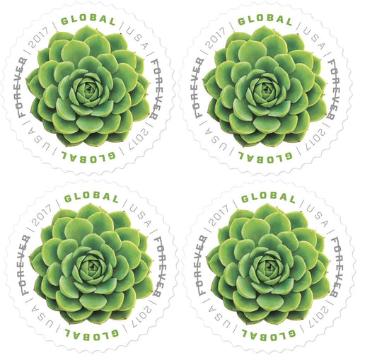 Global Green Succulent (2017)