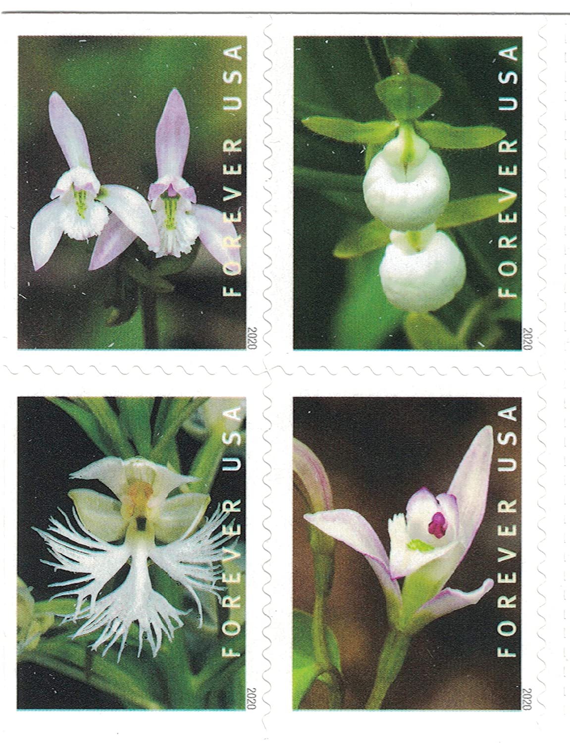 Wild Orchids, Book of 100